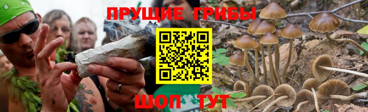 Галлюциногенные грибы GOLDEN TEACHER  Вход с VPN  Аргун 